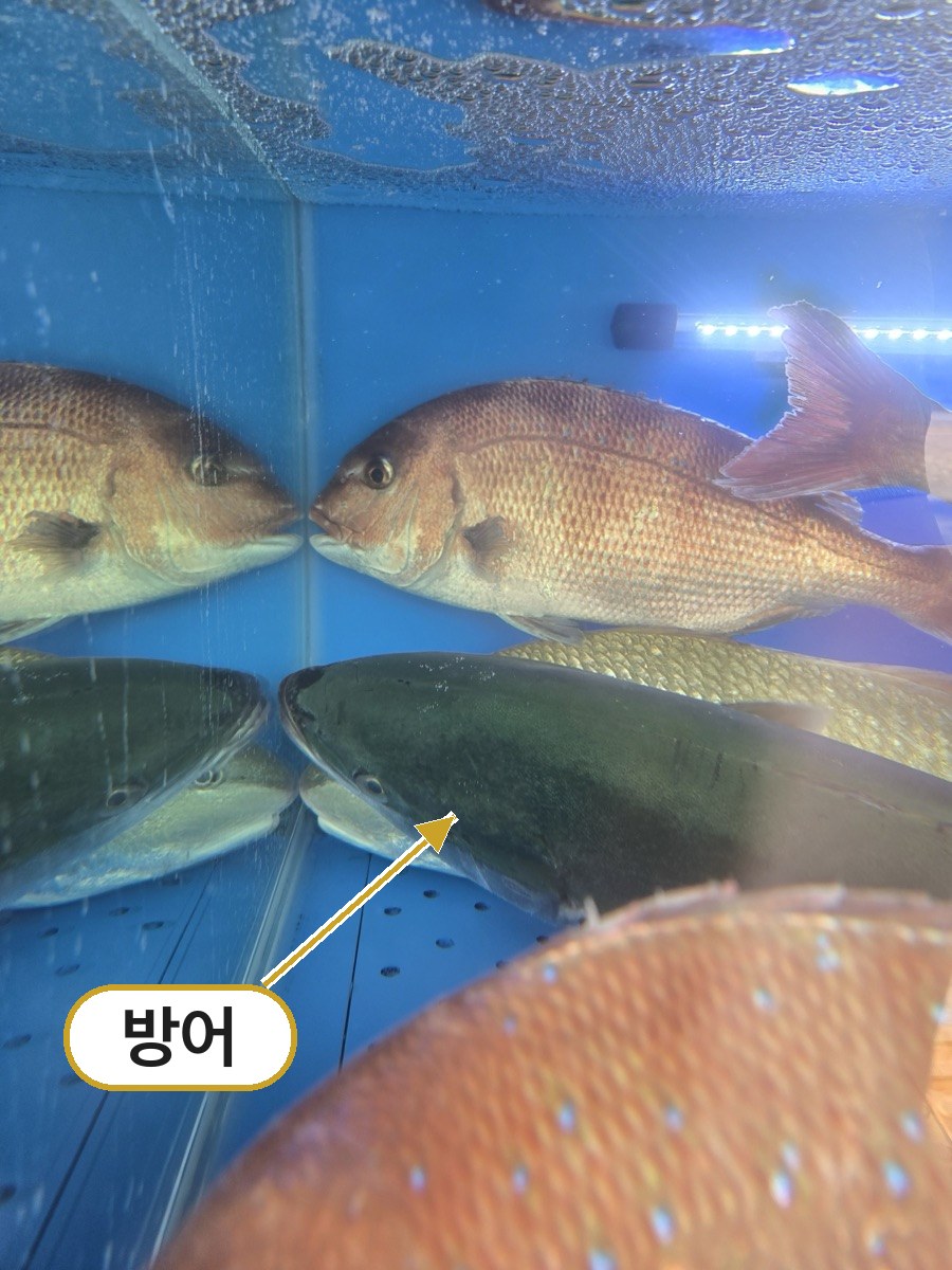 마포바다 수족관의 방어